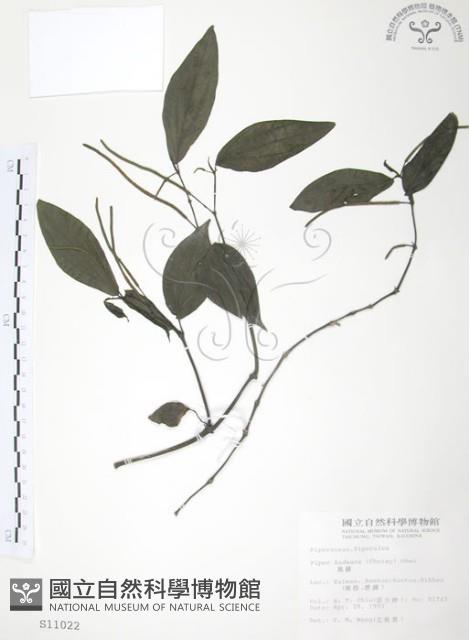 風藤藏品圖，第1張