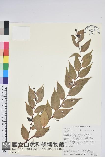 白珠樹藏品圖，第1張