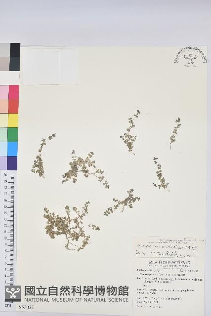 小葉大戟藏品圖，第1張