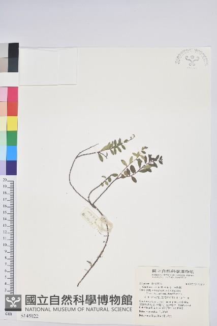 高山白珠樹藏品圖，第1張