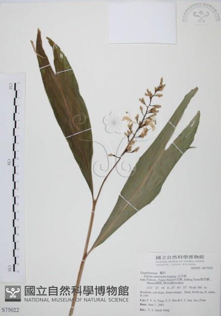 山月桃藏品圖，第1張