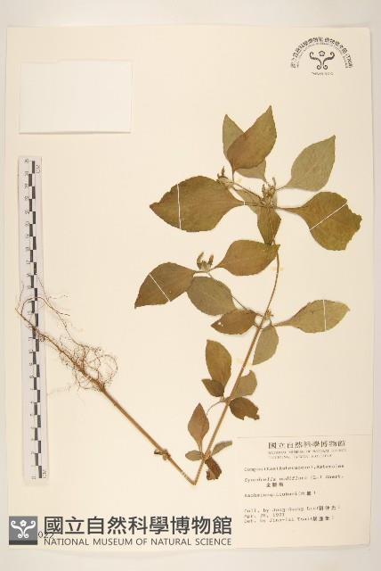 金腰箭藏品圖，第1張