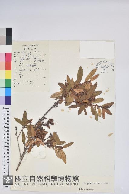 柳條杜鵑藏品圖，第1張