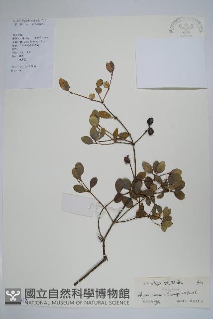 中國念珠藤藏品圖，第1張