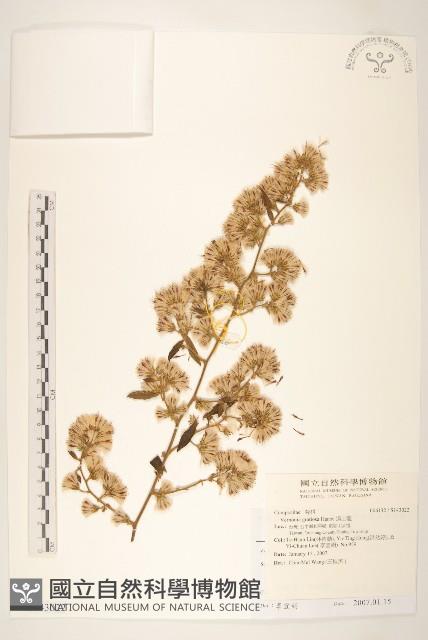 過山龍藏品圖，第1張