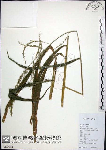 棕葉狗尾草藏品圖，第1張