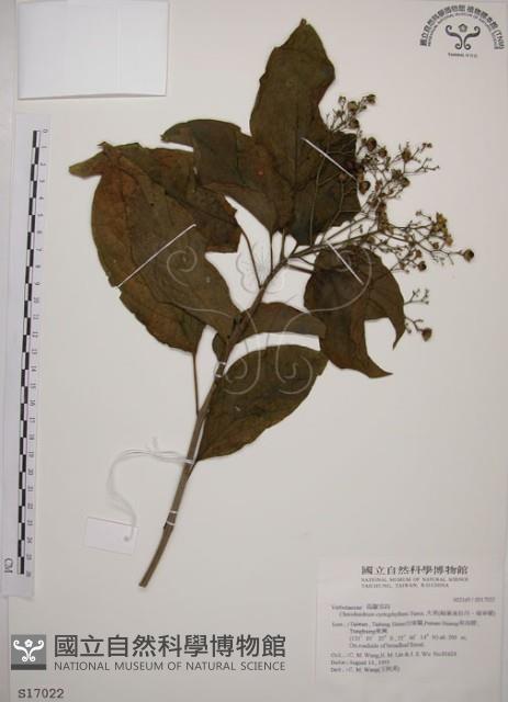 大青藏品圖，第1張