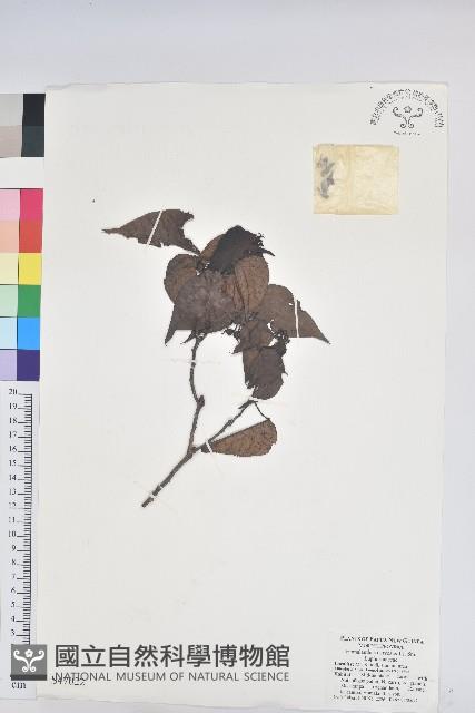 Accession Number:S047022 Collection Image