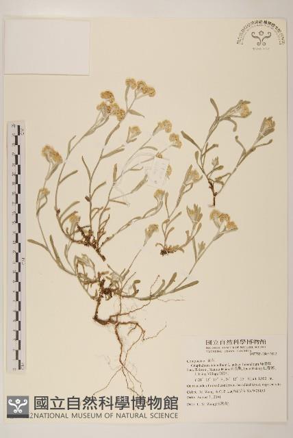 絲綿草藏品圖，第1張