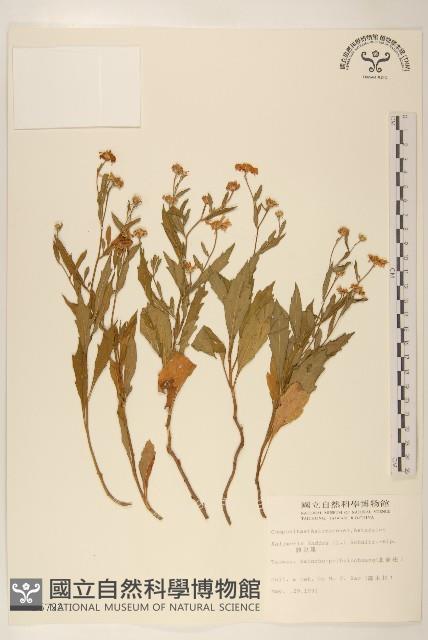 雞兒腸藏品圖，第1張