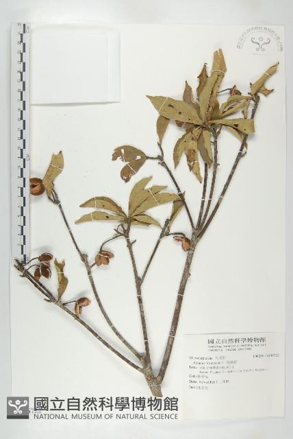 猴歡喜藏品圖，第1張