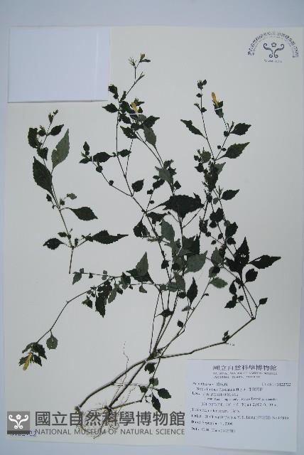 曲莖馬藍藏品圖，第1張