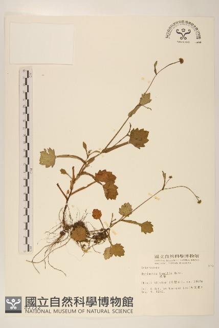 矮菊藏品圖，第1張