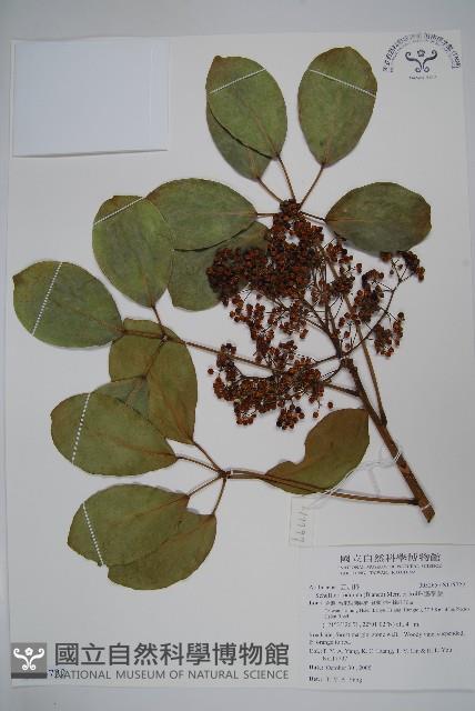 鵝掌藤藏品圖，第1張