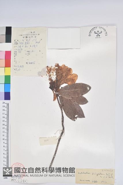 粗柄杜鵑花藏品圖，第1張