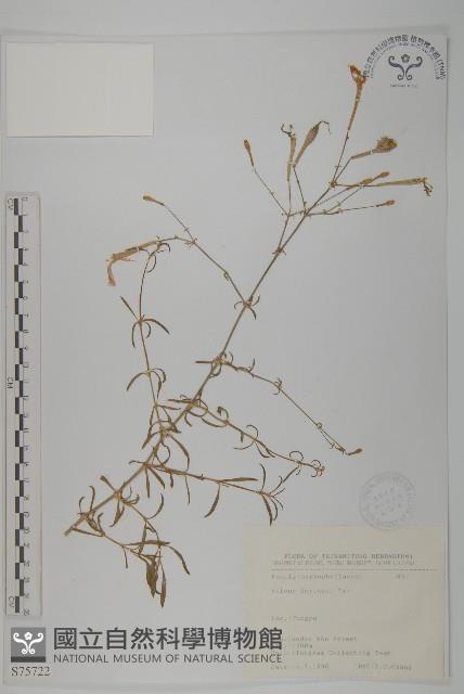 蠅子草藏品圖，第1張