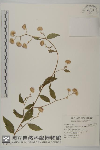 大頭艾納香藏品圖，第1張