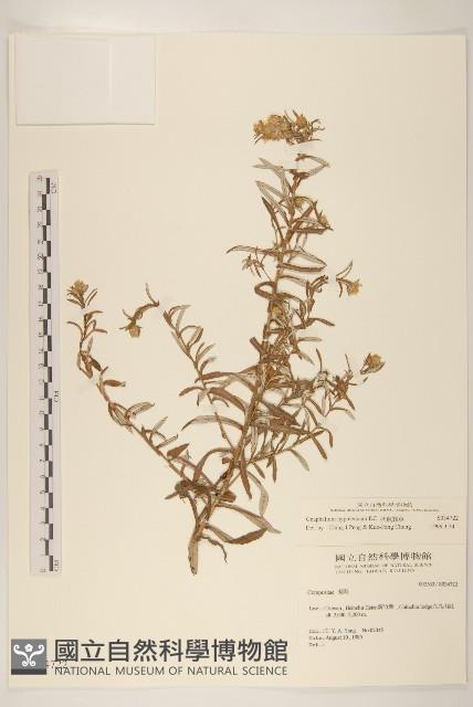 秋鼠麴草藏品圖，第1張