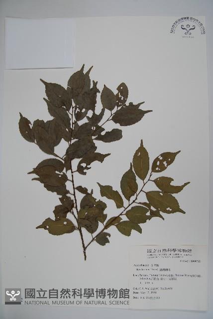 臺灣糊樗藏品圖，第1張