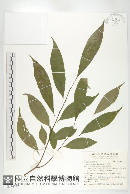 山紅柿藏品圖，第1張