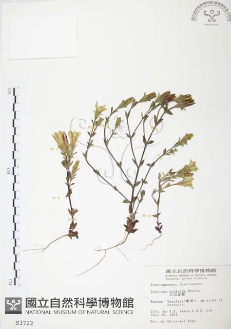 玉山龍膽藏品圖，第1張