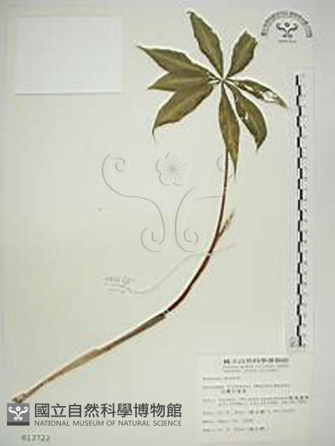 臺灣天南星藏品圖，第1張