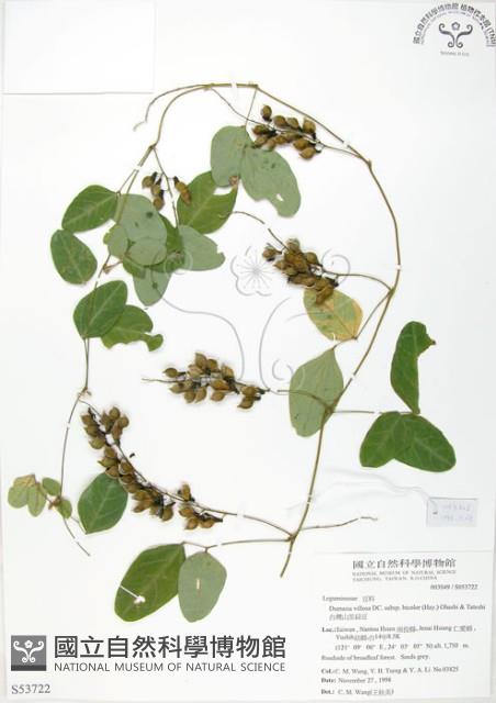 台灣山黑扁豆藏品圖，第1張