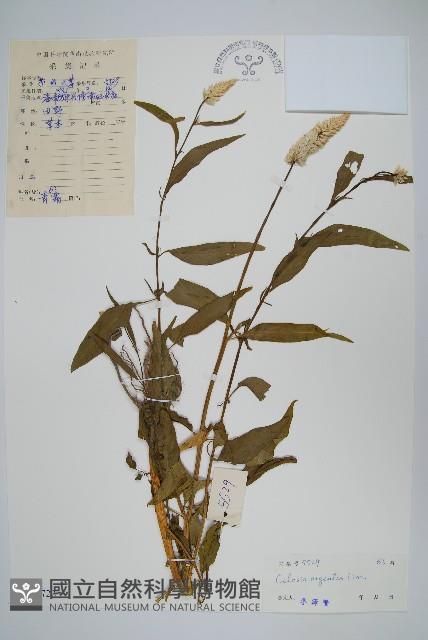 青葙藏品圖，第1張