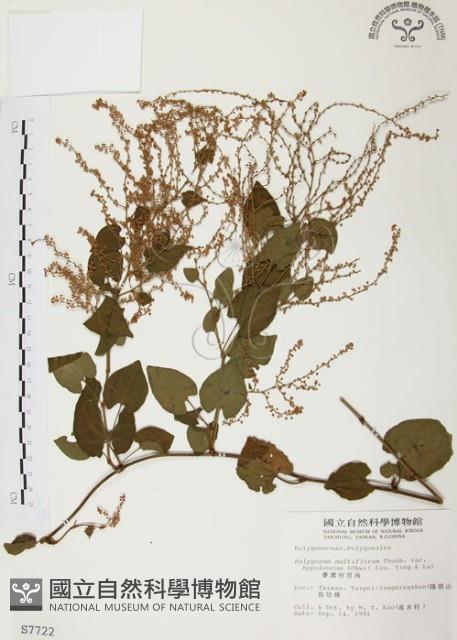 臺灣何首烏藏品圖，第1張