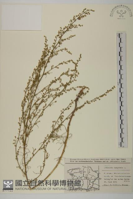 細葉山艾藏品圖，第1張