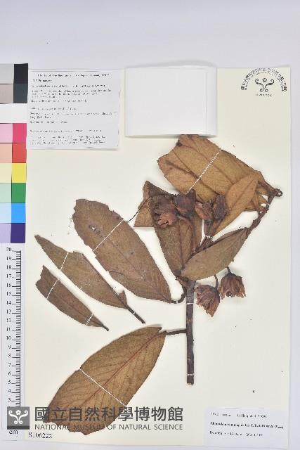 大萼杜鵑藏品圖，第1張