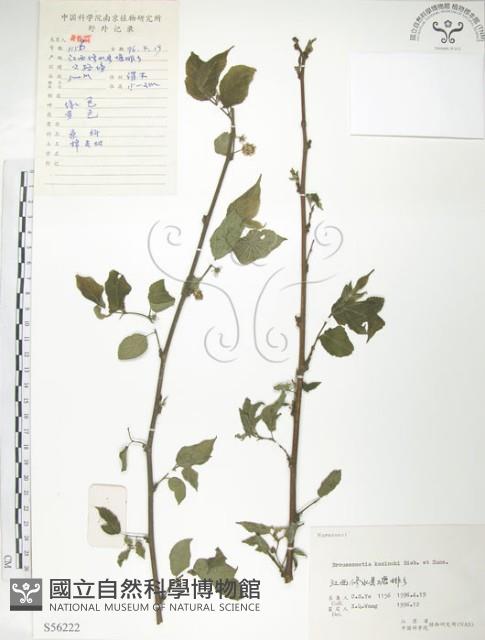 小構樹藏品圖，第1張