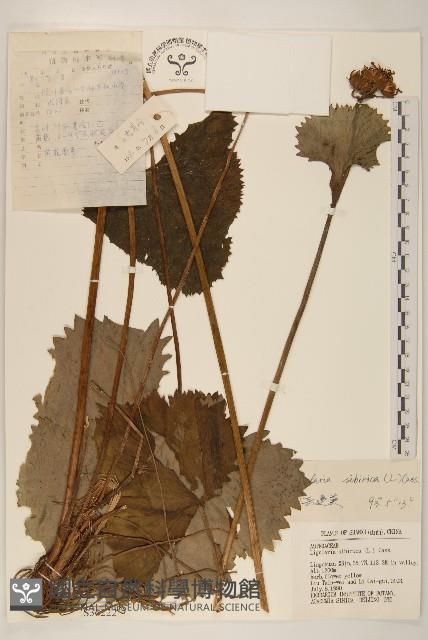 齒葉橐吾藏品圖，第1張