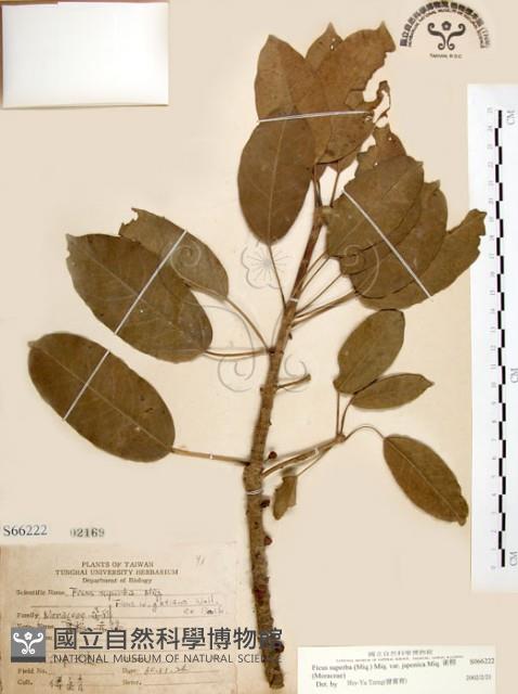 雀榕藏品圖，第1張