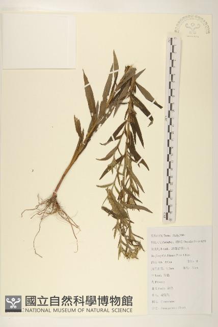 旋覆花藏品圖，第1張