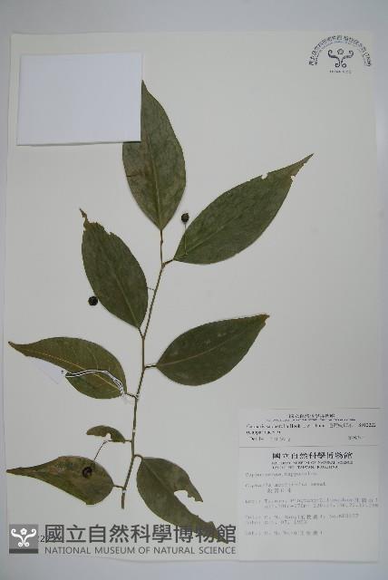 毛瓣蝴蝶木藏品圖，第1張