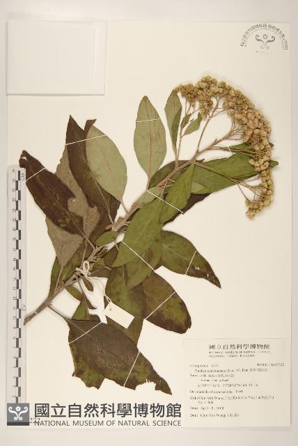 美洲闊苞菊藏品圖，第1張