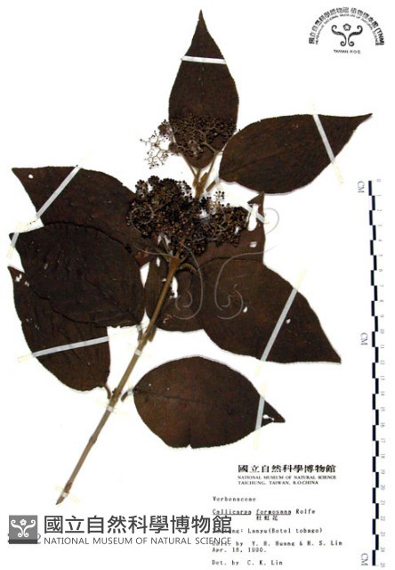 杜虹花，台灣紫珠藏品圖，第1張