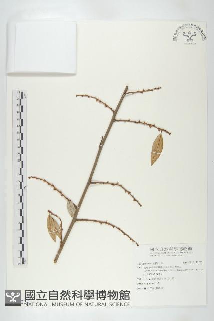 登錄號:S115222藏品圖，第1張