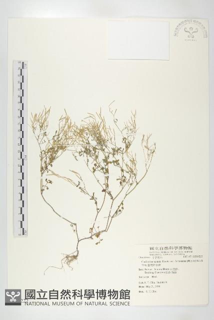 臺灣碎米薺藏品圖，第1張