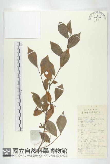 菱葉柿藏品圖，第1張