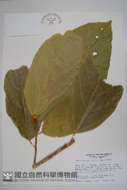 登錄號:S035222藏品圖，第1張