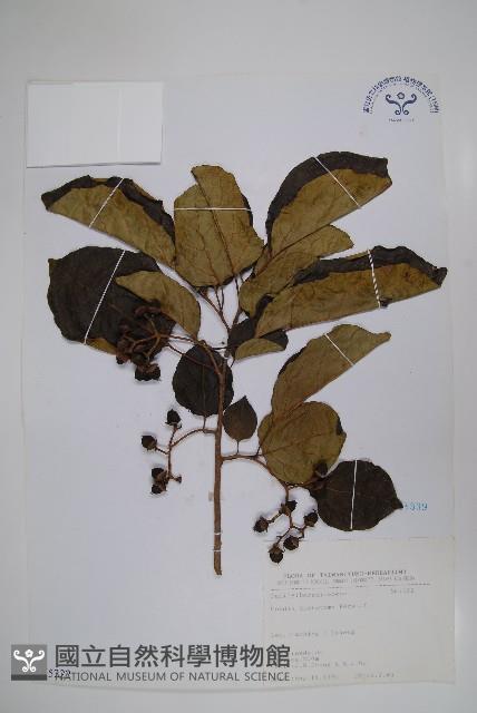 破布子藏品圖，第1張