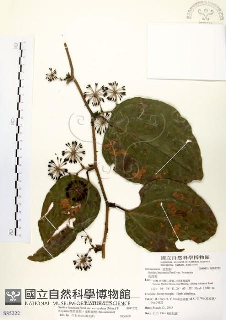 糙莖菝契、疣枝菝契藏品圖，第1張