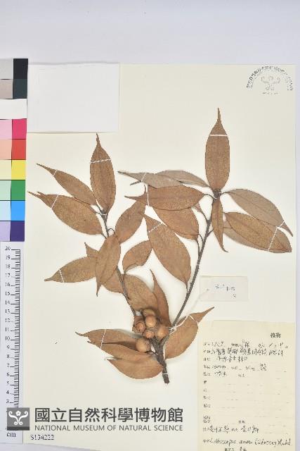 光葉石櫟藏品圖，第1張