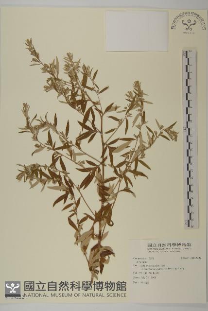 登錄號:S123222藏品圖，第1張