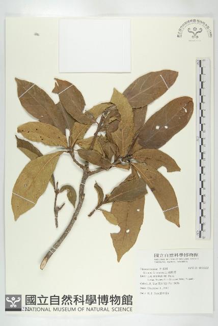 猴歡喜藏品圖，第1張