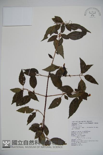 狹葉莢迷藏品圖，第1張