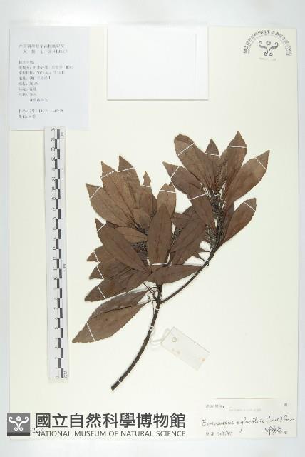 杜英、山杜英、蘭嶼杜英藏品圖，第1張