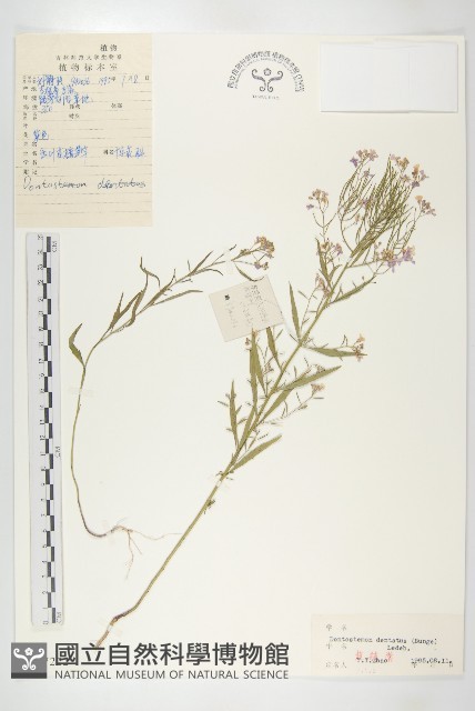 花旗竿藏品圖，第1張